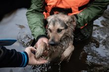 Hond in watersnood