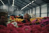 draait jouw bedrijf door bloemenveiling